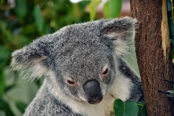 Lindo Koala Mirando Eucalipto Rama Árbol Australia —  Fotos de Stock