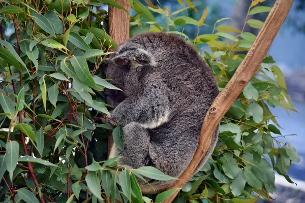 Cute Koala Jest Spanie Drzewo Eukaliptusa Gałąź Australii — Zdjęcie stockowe