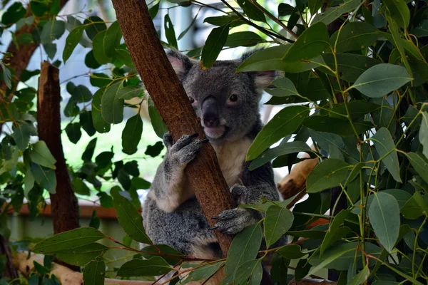 Cute Koala Patrząc Gałęzi Drzewa Eukaliptusa Australii — Zdjęcie stockowe