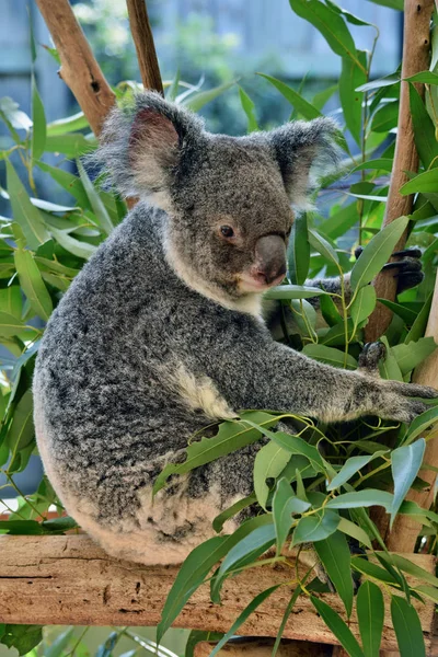 Aranyos Koala Eszik Eukaliptusz Egy Faágon Sunshine Coast Queensland Ausztrália — Stock Fotó