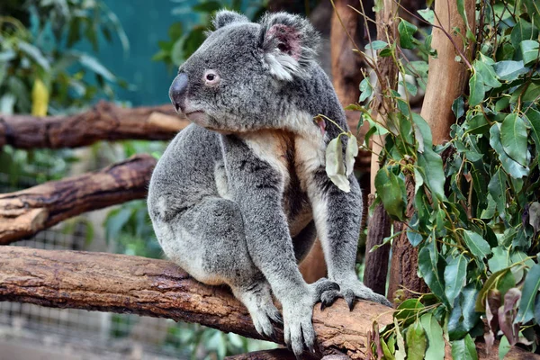 Coala Bonito Olhando Ramo Árvore Eucalipto Austrália — Fotografia de Stock