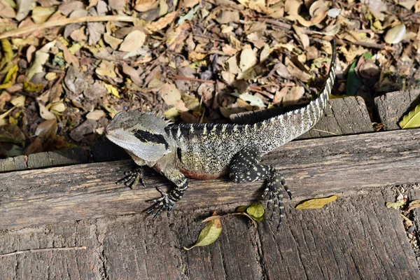 Lézard Australien Dragon Eau Orientale Physignathus Lesueurii Sur Clôture Parc — Photo