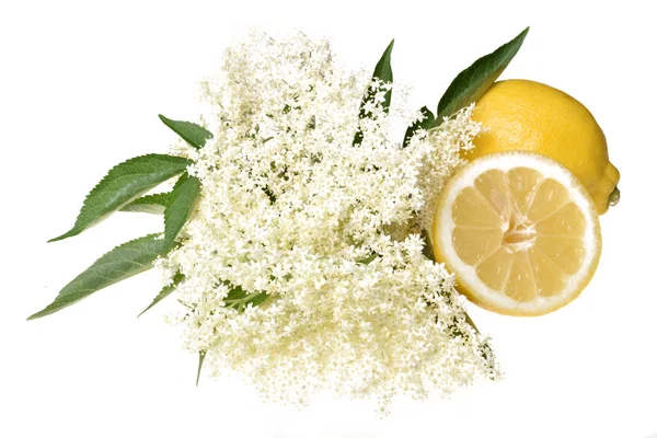 레몬과 배경에 나뭇잎 Elderflower 스톡 이미지