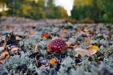 Zehirli mantar mantarı ormanda büyüyor