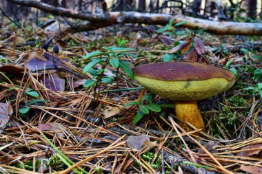 Xerocomus Badius mantarı ormanda yetişiyor.