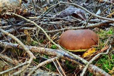 Xerocomus Badius mantarı ormanda yetişiyor.