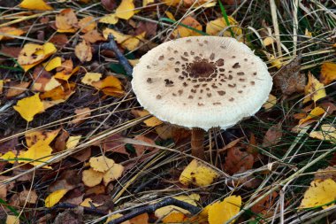 Ormanda yenilebilir bir şemsiye mantarı makrolepiota procera yetişiyor. 