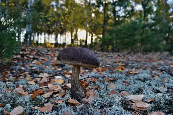 Hongo Leccinum Scabrum Está Creciendo Bosque — Foto de Stock