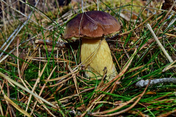 Xerocomus Badius Paddestoel Groeit Het Bos — Stockfoto