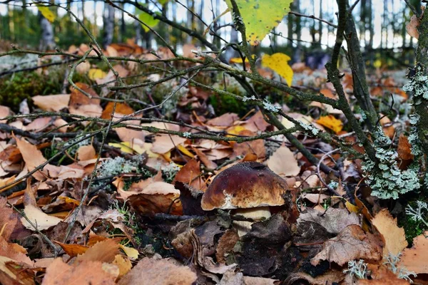 Boletus Edulis Cogumelo Comestível Está Crescendo Floresta — Fotografia de Stock