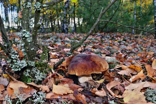 Boletus Edulis Champignon Comestible Pousse Dans Forêt — Photo