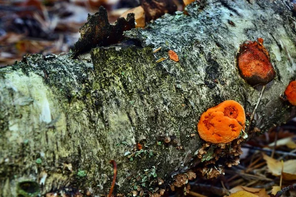 Cinnabarinus Pomarańczowy Pycnoporus Grzyb Rośnie Brzozy — Zdjęcie stockowe
