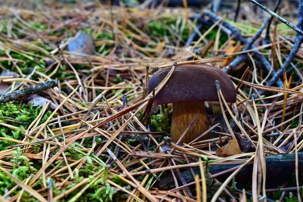 Xerocomus Badius Paddestoel Groeit Het Bos — Stockfoto