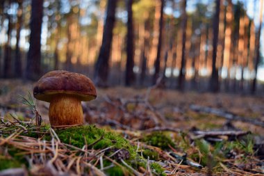 Ormanda Xerocomus badius yenilebilir mantar büyüyor