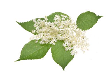 Elderflower ve beyaz arka plan üzerinde izole yaprakları