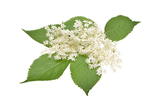 Elderflower Leaves Isolated White Background — Stock Photo, Image