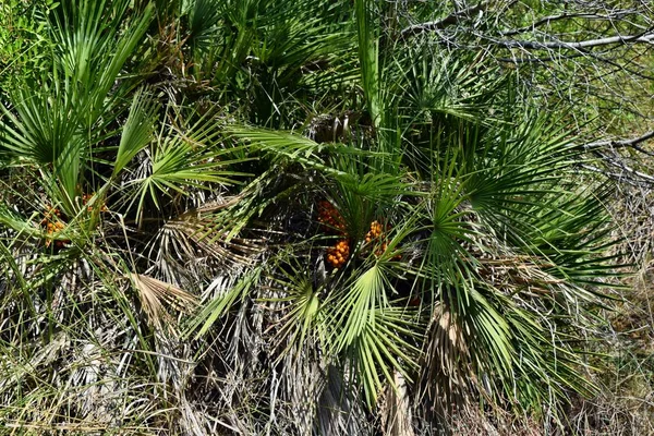 Chamaerops Humilis Palmier Nain Méditerranéen Développe Sur Chemin Phare Formentor — Photo