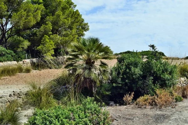 Chamaerops Humilis Palmier Nain Méditerranéen Développe Sur Chemin Phare Formentor — Photo