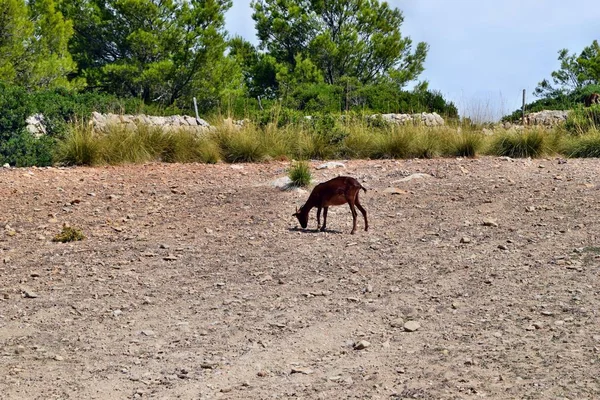 Wild Goat Sta Mangiando Vicino Faro Formentor Maiorca Spagna — Foto Stock