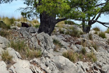 Yaban keçisi yakın şekilde Formentor deniz feneri Mallorca, İspanya için yürüyor