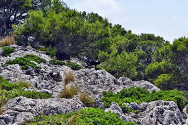 Yaban keçisi yakın şekilde Formentor deniz feneri Mallorca, İspanya için yürüyor