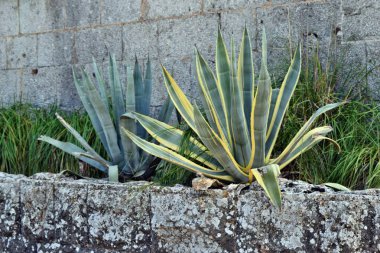 Agave americana, ortak adları nöbetçi bitki, yüzyıl bitki, maguey, variegata veya Amerikan aloe Formentor deniz feneri Mallorca, İspanya için yolda büyüyor