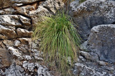 Cymbopogon bitki daha çok bilinen adıyla limon Formentor deniz feneri Mallorca, İspanya için yolda büyüyor