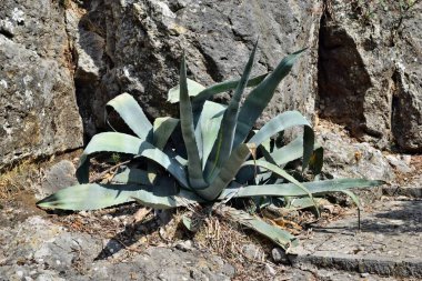 Agave americana, ortak adları nöbetçi bitki, yüzyıl bitki, maguey veya Amerikan aloe Formentor deniz feneri Mallorca, İspanya için yolda büyüyor