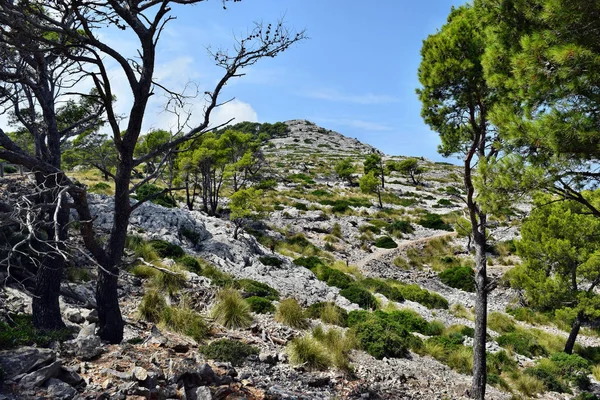Vue Des Collines Sur Chemin Phare Formentor Majorque Espagne — Photo