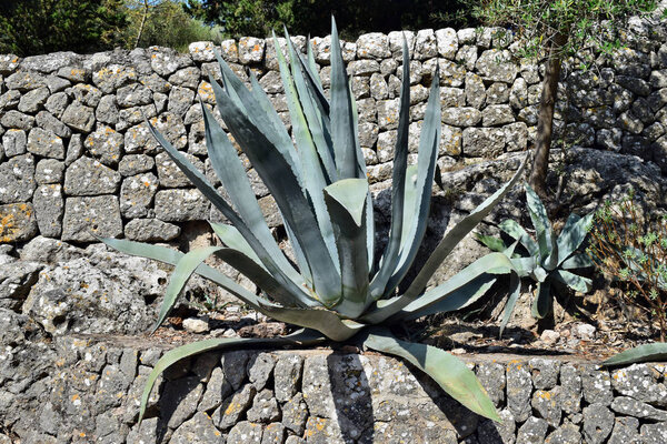 Agave americana, common names sentry plant, century plant, maguey or American aloe is growing on the way to the Formentor lighthouse in Mallorca, Spain
