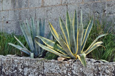 Agave americana, ortak adları nöbetçi bitki, yüzyıl bitki, maguey, variegata veya Amerikan aloe
