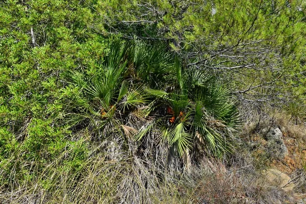 Chamaerops humilis nain de palmier méditerranéen — Photo