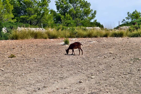Capra selvatica sta mangiando vicino al faro di Formentor a Maiorca — Foto Stock