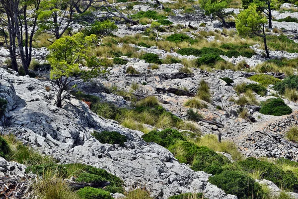 Wildziege wandert nahe dem Weg zum Leuchtturm Formentor — Stockfoto