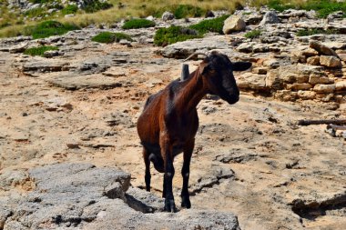 Vahşi evcilleştirilmeyi keçi bakmak ve üstünde belgili tanımlık tepe yürüme