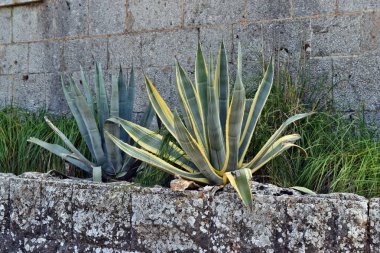 Agave americana, ortak adları nöbetçi bitki, yüzyıl bitki, maguey, variegata veya Amerikan aloe