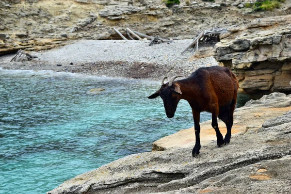 飼いならされた野生のヤギを探してとカラ フィグエラのターコイズ ブルーの海の水の横にある岩の上を歩く — ストック写真