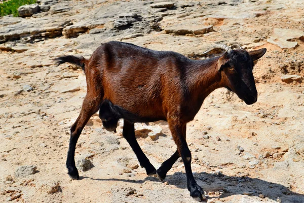 Vahşi evcilleştirilmeyi keçi bakmak ve üstünde belgili tanımlık tepe yürüme — Stok fotoğraf
