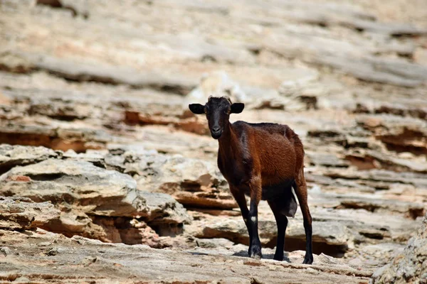 Wild addomesticato capra è alla ricerca e camminare sulla collina — Foto Stock