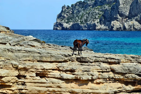Wild tamed goat is looking and walking on the rock next to the turquoise sea water in Cala Figuera