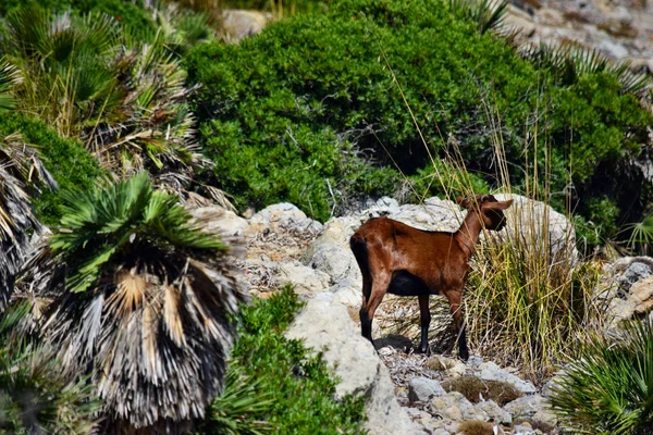 Wilde getemde geit is op zoek en lopen op de heuvel — Stockfoto