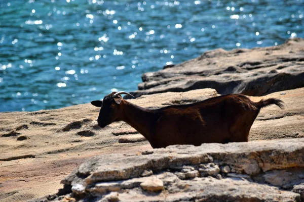 Wild tamed goat is looking and walking on the rock next to the turquoise sea water in Cala Figuera — Stock Photo, Image