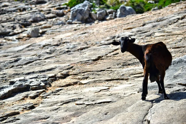 Wilde gezähmte Ziege sucht und geht auf dem Hügel — Stockfoto