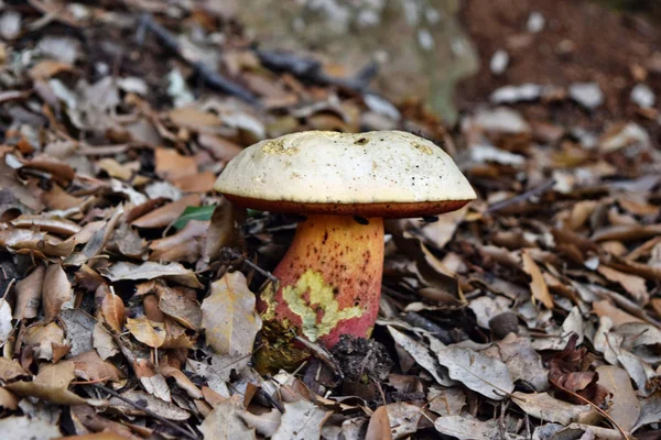 Ddevil's bolete, Boletus satanas mushroom — Stock Photo, Image