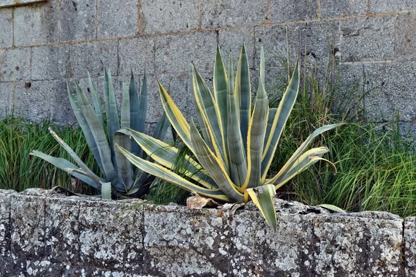 Agave americana, ortak adları nöbetçi bitki, yüzyıl bitki, maguey, variegata veya Amerikan aloe