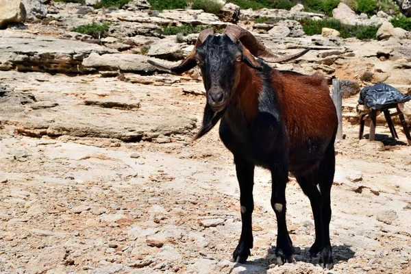 Vahşi evcilleştirilmeyi keçi bakmak ve üstünde belgili tanımlık tepe yürüme — Stok fotoğraf