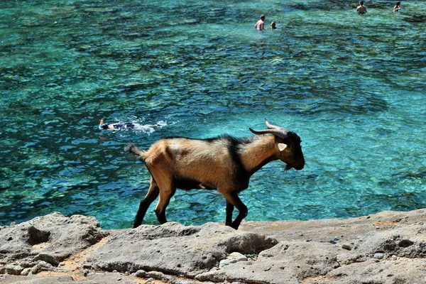 飼いならされた野生のヤギを探してとカラ フィグエラのターコイズ ブルーの海の水の横にある岩の上を歩く — ストック写真