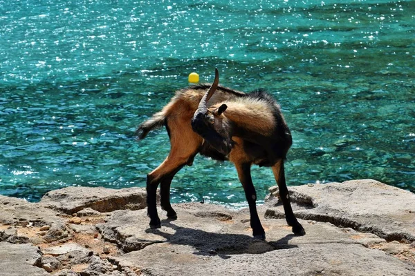 Wilde getemde geit is op zoek en lopen op de rotsen naast het water van de turquoise zee in Cala Figuera — Stockfoto