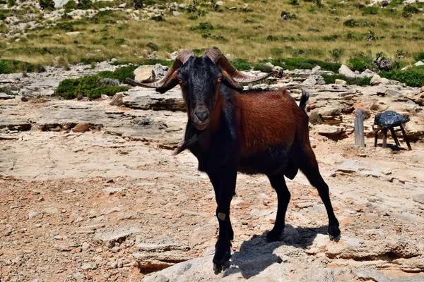 Vahşi evcilleştirilmeyi keçi bakmak ve üstünde belgili tanımlık tepe yürüme — Stok fotoğraf