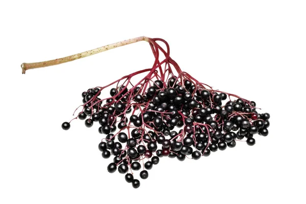Fresh black elderberry  fruit isolated — Stock Photo, Image
